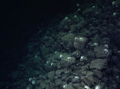 Otherworldly mini-Yellowstone found in the deep sea